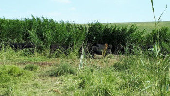 Фотография к новости: Сарыағашта ет бағытын дамыту қолға алынды