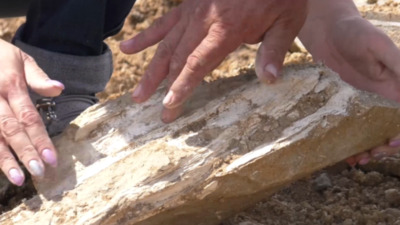 Павлодар облысында 5 млн жыл бұрынғы мастодонттың сүйегі табылды
