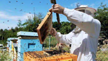 Фотография к новости: Қызылорда облысында ауыл тұрғыны омарташылықпен айналысуда﻿ 