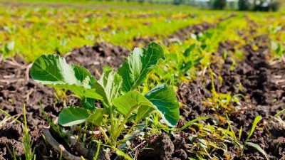 Түркістанда 80 мың гектарға жуық суармалы жер ағын сумен қамтылады 