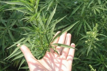 Фотография к новости: Жамбыл облысында қарасорадан дәрілік май өндірілмек