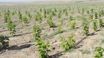 Фотография к новости: Қазалылық тұрғын алма бағын өсіріп жатыр