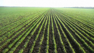 Өңірлерде егіс науқаны аяқталды - министр