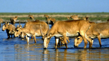 Фотография к новости: Былтыр 500 киіктің мүйізі тәркіленді
