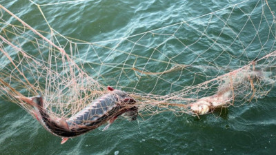 Шекарашылар мемлекетке келтірілер шығынның алдын алды