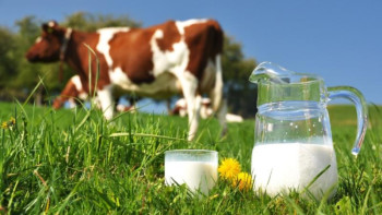 Фотография к новости: Мал шаруашылығы өнімдерінің көлемі 2 трлн теңгені құрады – Омаров