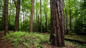 Фотография к новости: Ормандарды күзетуге 1,8 млрд теңге қажет