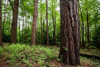 Фотография к новости: Ормандарды күзетуге 1,8 млрд теңге қажет