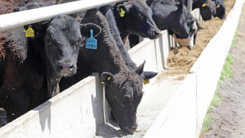 Фотография к новости: Қарағанды облысы Өзбекстанды сиыр етімен қамтамасыз етуде