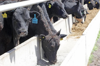 Фотография к новости: Қарағанды облысы Өзбекстанды сиыр етімен қамтамасыз етуде