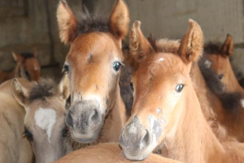 Фотография к новости: Малда қайыр бар