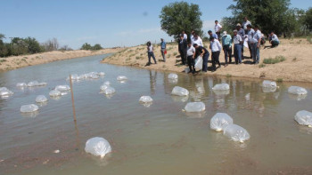 Фотография к новости: Арыста алғашқы балық шаруашылығы іске қосылды 