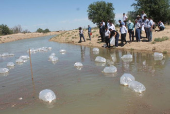 Фотография к новости: Арыста алғашқы балық шаруашылығы іске қосылды 