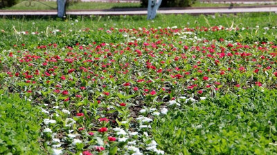 Павлодар қаласын көгалдандыру бағдарламасы әзірленуде