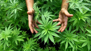 Фотография к новости: Жамбыл облысының тұрғыны қарасора мен көкнәр өсірген