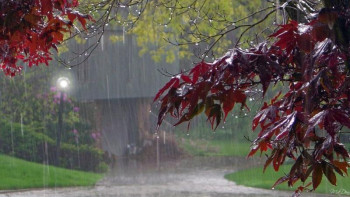 Фотография к новости: Республиканың басым бөлігінде жаңбыр жауады