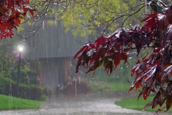 Фотография к новости: Республиканың басым бөлігінде жаңбыр жауады