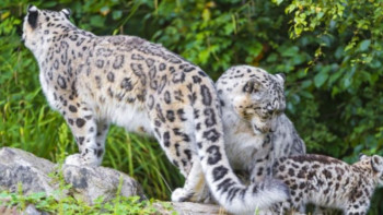 Фотография к новости: Қар барысы қалай қорғалады