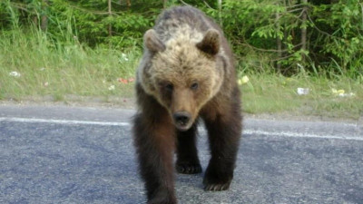 Риддерде аю малға маза бермей тұр