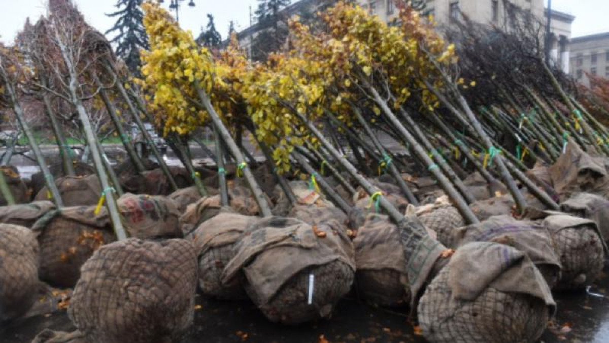 Алматының орталық көшесіндегі тамыр жаймаған ағаштар күзде ауыстырылады