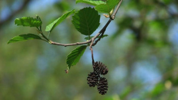 Фотография к новости: Өзенді тазарту кезінде Қызыл кітапқа енген ағаштар кесілді