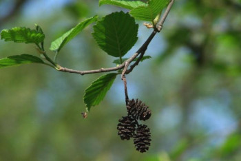 Фотография к новости: Өзенді тазарту кезінде Қызыл кітапқа енген ағаштар кесілді