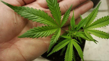 Фотография к новости: 50 жастағы өзбекстандық шекарадан есірткі алып өтпек болған