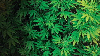 Фотография к новости: Алматы облысында марихуана өсірумен айналысқан екі тұрғын ұсталды