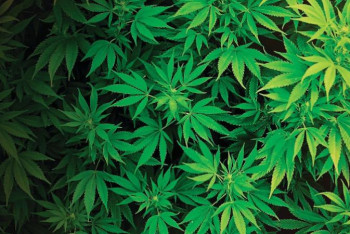 Фотография к новости: Алматы облысында марихуана өсірумен айналысқан екі тұрғын ұсталды