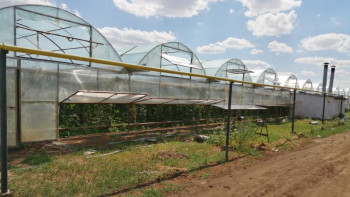 Фотография к новости: Қазақстан «Еңбек» бағдарламасы аясында Ресейге көкөніс экспорттайды