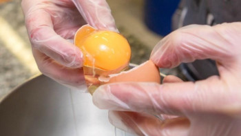 Фотография к новости: Ғалымдар жұмыртқа қабығынан сүйек тінін өсірудің жолын тапты