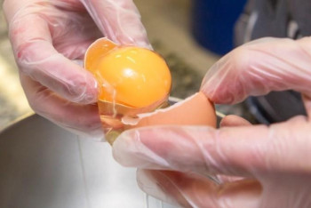 Фотография к новости: Ғалымдар жұмыртқа қабығынан сүйек тінін өсірудің жолын тапты