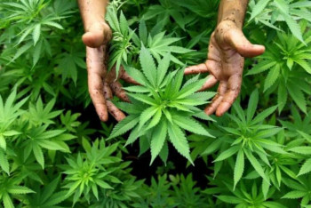 Фотография к новости: Семей тұрғыны өз бақшасында есірткі өсіріп келген