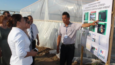 Ертіс өңірінде қызанақтың жаңа түрі өсірілуде  