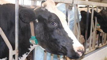 Фотография к новости: Ақмола облысында ірі қара малдың аса қауіпті ауруы бойынша тренинг өтті