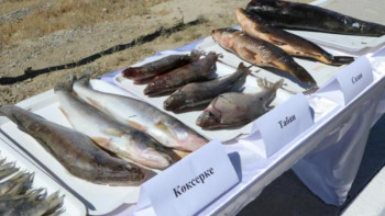 Фотография к новости: Қызылорда облысында V балықшылар слеті өтті