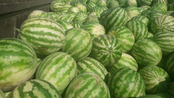 Фотография к новости: Қожа Ахмет Ясауи кесенесіне келушілерге тегін қарбыз таратылды