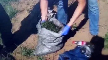 Фотография к новости: Жамбыл облысында бес күнде 53 келіден астам марихуана тәркіленді