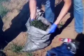 Фотография к новости: Жамбыл облысында бес күнде 53 келіден астам марихуана тәркіленді