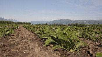Фотография к новости: Алматы облысында 2023 жылға дейін 138 мың гектар суармалы жер қалпына келтіріледі 