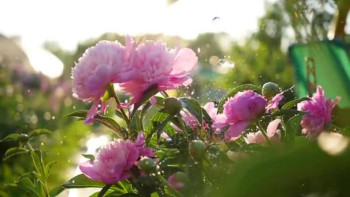 Фотография к новости: Бүгін еліміздің басым бөлігінде жауын-шашынсыз болады