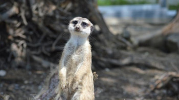Фотография к новости: Лондондағы зообақта бүлдіршіндерге арналған аймақ ашылады