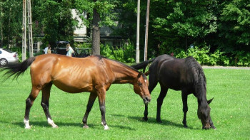Фотография к новости: Чехиядағы жылқы зауыты ЮНЕСКО тізіміне енді