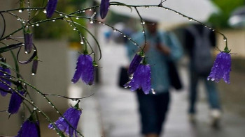 Фотография к новости: Еліміздің басым бөлігінде жаңбыр, бұршақ жауады 
