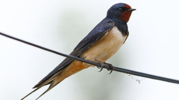 Фотография к новости: ШҚО-да ең көп кездесетін құс анықталды