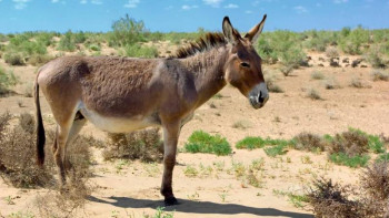 Фотография к новости: Алматыда 10 есек сатқан азамат ұсталды