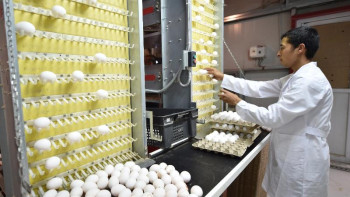 Фотография к новости: Кентаулық фабрика жылына 16 млн астам жұмыртқа өндіреді