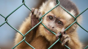 Фотография к новости: Шекарадан маймылдарды қапқа салып өтпек болған азамат ұсталды