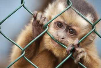 Фотография к новости: Шекарадан маймылдарды қапқа салып өтпек болған азамат ұсталды
