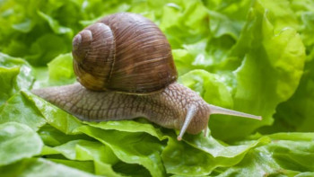 Фотография к новости: Ұлыбританияда ұлулар арасында әлем чемпионаты өтті